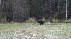 каган катунь