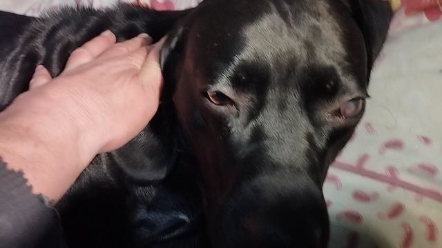 Глаз ? Монетизация RUTUBE & YouTube и Сообщества VK Dogs Training ? Моя Жизнь Кино ?Музей Псов