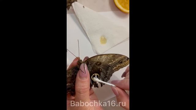 Я приклеила бабочке новые крылья ? смотреть онлайн