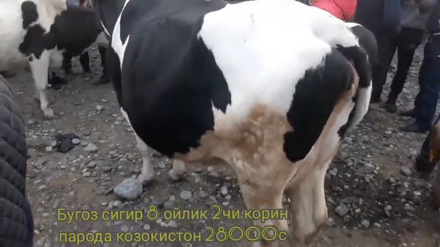 Мол бозори СПИТАМЕН