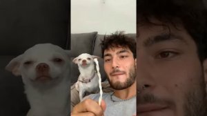 🔥the most angry nikki chihuahua compilation। chihuahua dog #6। Fanny chihuahua TV