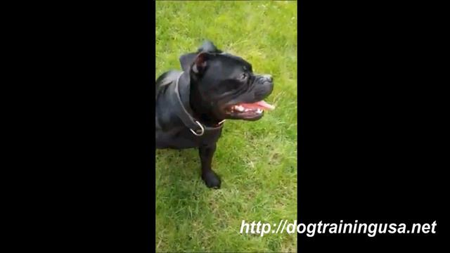 Staffordshire Bull Terrier Temperament and Facts смотреть онлайн