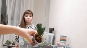 Наши любимые хойи. Купили новинки хой. Сделали срезы. Обзор цветов?????