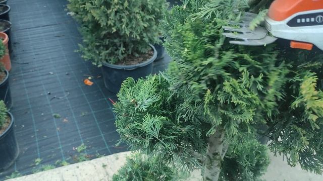 приводим в порядок кипарисовик голд райдер стрижка ниваки