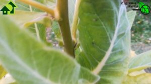 БОИТЕСЬ СЛИЗНЕЙ В МУЛЬЧЕ? Решение очень простое. Просто посейте ЭТО РАСТЕНИЕ осенью или весной.