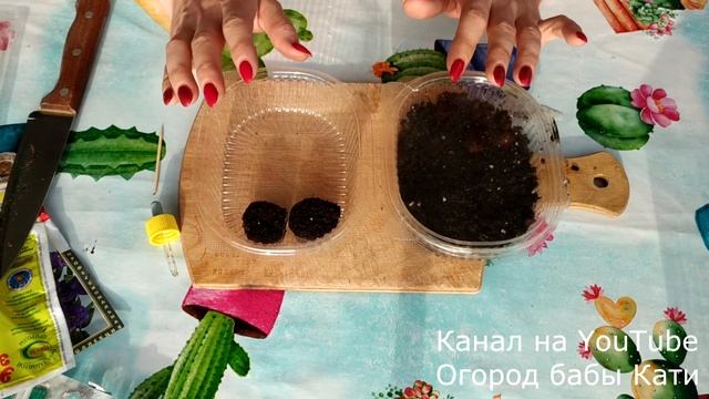 Мастер класс по выращиванию эустомы! Полное руководство по выращиванию эустомы дома!