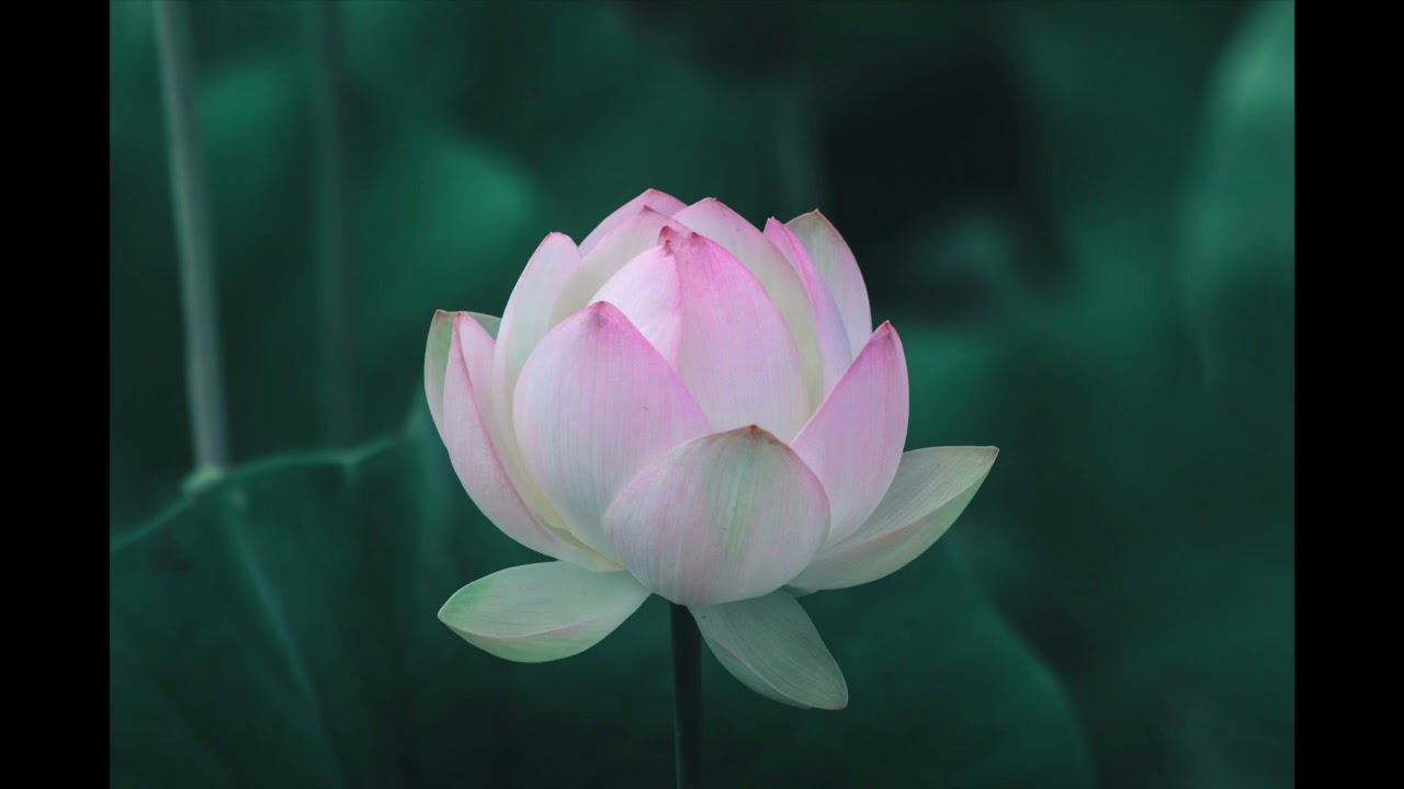 МЕДИТАЦИЯ НА УСИЛЕНИЕ ЖЕНСКОЙ ЭНЕРГИИ