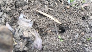 Муравьи Tetramorium caespitum - НАЧАЛО НОВОЙ ИМПЕРИИ! Дерновый муравей \\ Димон и пумба