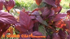 Спирея розовая