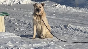 НАПАЛА ЦЕПНАЯ СОБАКА