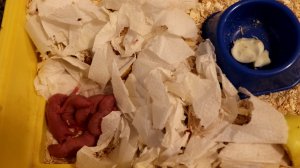 ЧЕМ ЗАНИМАЮТСЯ МОИ ПИТОМЦЫ НОЧЬЮ? / КРЫСЯТАМ 4 ДНЯ ОТ РОДУ