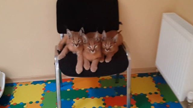 Африканский подвид домашнего каракала. Caracal смотреть онлайн