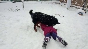 Бернский зенненхунд и дети.