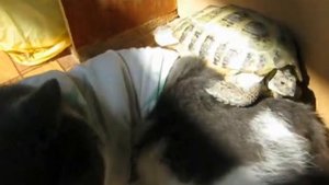 Кот и черепаха