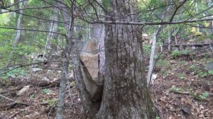 В тайгу за шишками.Тайга.кедр.Кедровый орех. поход в тайгу. Кедровая шишка.