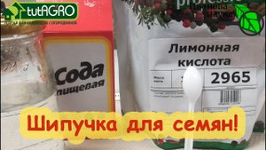 ШИПУЧКА ДЛЯ СЕМЯН! Углекисло-жемчужные ванны для дружных всходов. Искупайте их так!