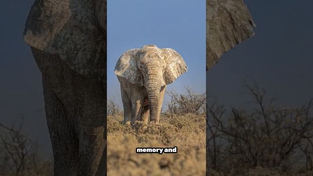 African elephants & elephants wild life