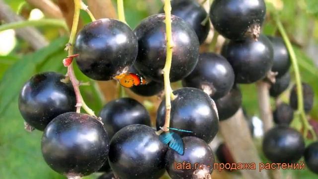 Смородина черная Пигмей (ribes nigrum pigmei) ? Пигмей обзор: как сажать, саженцы смородины Пигмей смотреть онлайн