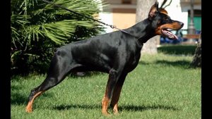 SOUNDS: Doberman Barks | Доберман Лает