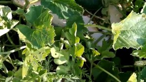 Арбуз Кримстар и Асван