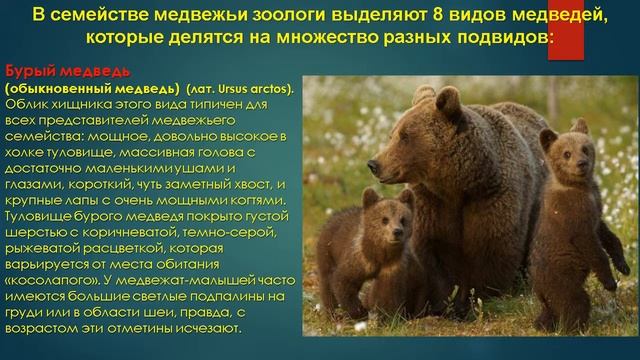 медведи презентация в школу смотреть онлайн