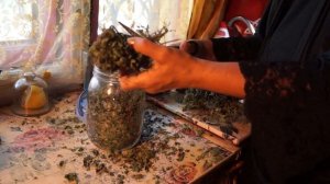 Как  я  заготавливаю   перечную мяту