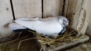Димкино хозяйство. Голуби 2. Свердловские.