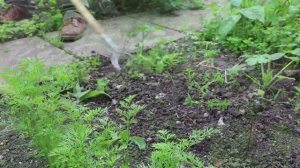 What To Do In Your Garden 8th June 2018