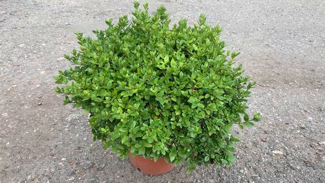 Азалия японская Марушка (Maruschka) смотреть онлайн