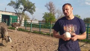 Чем кормить что бы Страусы начали часто давать яйца?