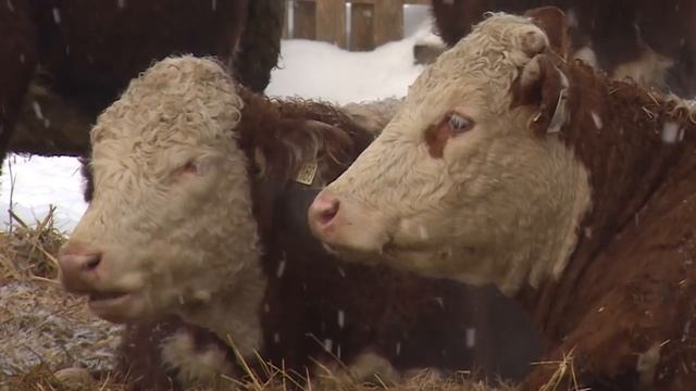 Герефорды ставят рекорды