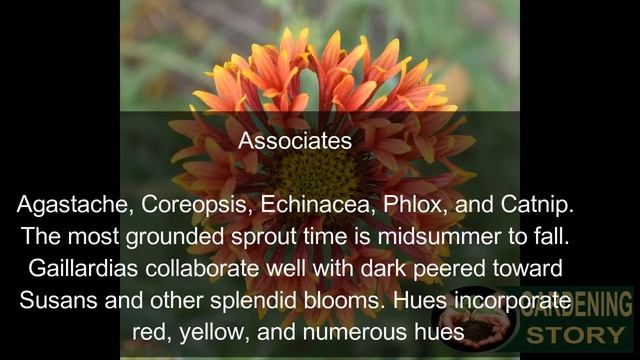 How To Grow Gaillardia From Seed At Home | Gardening Story смотреть онлайн