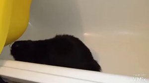 Кот сам залез в ванную купаться😮😱😵