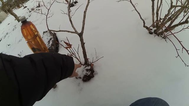 Голубика без полива . Последствия ... смотреть онлайн