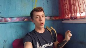 Покупка агамы | Содержание агамы | Цитрус агама