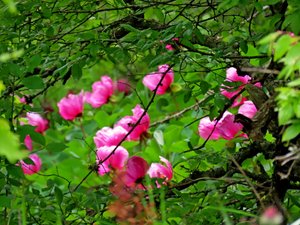 Пионовый лес Эчки-Дага. Май. Крым.