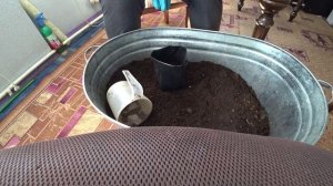 Занимаюсь перевалкой сельдерея и пикировкой петунии