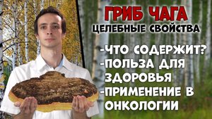 Гриб ЧАГА ? против рака - официальные исследования и полезные свойства.