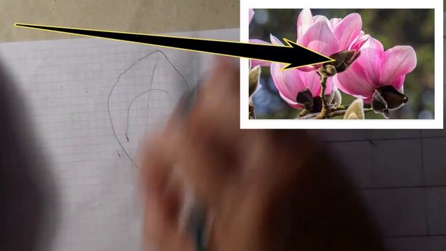 Как нарисовать магнолию. Как нарисовать цветы. Поэтапный урок смотреть онлайн