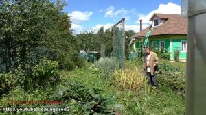 Обзор моего огорода. Практичный огород в августе 2021.