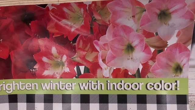 Amaryllis Bulbs at Walmart смотреть онлайн