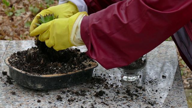 Presađivanje čuvarkuće u staklenke 4K смотреть онлайн