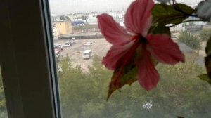 Зацвел Гибискус вариегатный (Розан, Китайская роза) Hibiscus Variegate