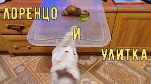 Лоренцо знакомиться с Улиткой.