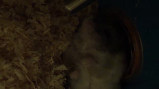 Сладкие сны хомячка Илюшеньки смотреть онлайн