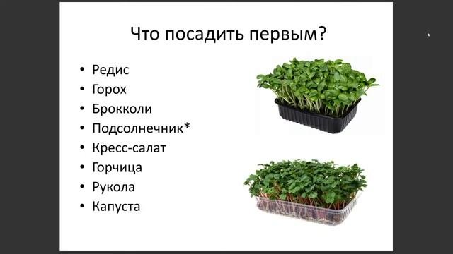 Микрозелень и деньги. Товарный бизнес 2022. Что продавать на Вайлдберриз.