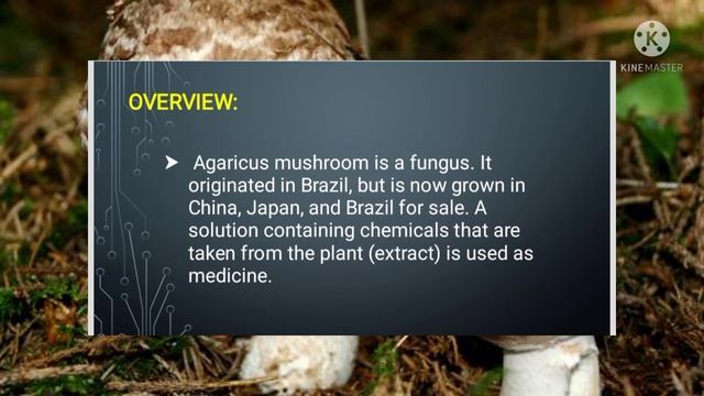 PRINCE MUSHROOM смотреть онлайн