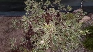 Колеусы.Карликовая Вейгела "Минуэт". Борьба с вредителями не прекращается.