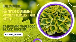 Начинаем озеленение участка с посадки туй и хосты. Садовый пылесос Black Decker.