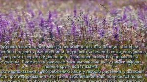 Польза и вред шалфея для организма